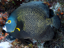 French Angelfish - Pomacanthus paru