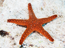 Indian Sea Star - Fromia indica