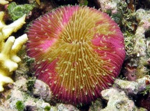 Common Mushroom Coral - Fungia fungites