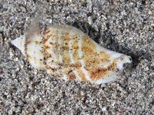 Humped Conch - Gibberulus gibberulus