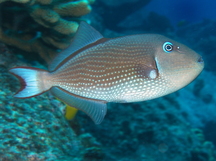 French Polynesian Reefs - Triggerfishes - Show all