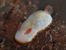 Precious Chromodoris - Goniobranchus preciosus