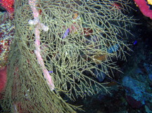 Gray Sea Fan Black Coral - Antipathes atlantica
