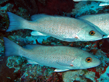 Caribbean Reefs - Snappers - Show all