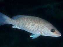Caribbean Reefs - Snappers - Show all