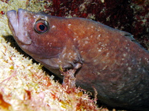 South Florida Reefs - Soapfishes - Show all