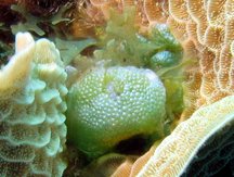Green Bubble Weed - Dictyosphaeria cavernosa