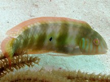 Green Razorfish - Xyrichtys splendens