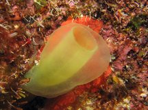 Green Tube Tunicate - Ascidia sydneiensis