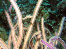 Grooved-Blade Sea Whip - Pterogorgia guadalupensis