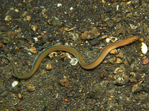 White-Margined Moray Eel - Gymnothorax albimarginatus