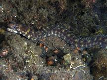 Robin's Moray Eel - Gymnothorax robinsi