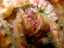 Hairy Hermit Crab - 