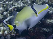 Halfmoon Triggerfish - Rhinecanthus lunula