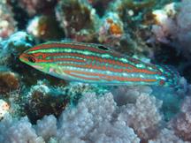 Claudia's Wrasse - Halichoeres claudia