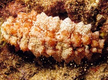 Hawaiian Yellow-Tip Sea Cucumber - Stichopus sp. 2