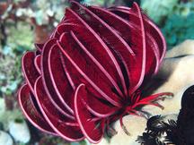 Robust Feather Star - Himerometra robustipinna