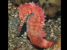 Barbour’s Seahorse - Hippocampus barbouri