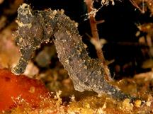 Great Seahorse - Hippocampus kelloggi