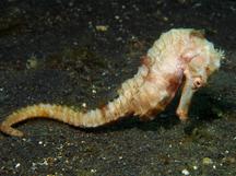 Hedgehog Seahorse - Hippocampus spinosissimus