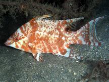 Hogfish - Lachnolaimus maximus
