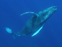 Humpback Whale - Megaptera novaeangliae
