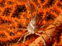 White-V Hydroid Crab - Hyastenus borradailei
