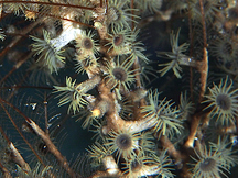 Hydroid Zoanthid - Hydrozoanthus tunicans