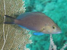 Bluelip Hamlet - Hypoplectrus affini