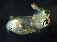 Two-Tone Pygmy Squid - Idiosepius pygmaeus