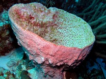Bell Sponge - Ircinia campana