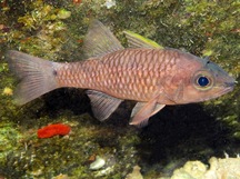 Iridescent Cardinalfish - Pristiapogon kallopterus