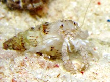 Reticulated Hermit Crab - Iridopagurus reticulatus