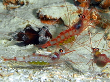 Antiguan Cave Shrimp - Janicea antiguensis