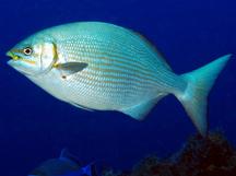 Brassy Chub - Kyphosus vaigiensis