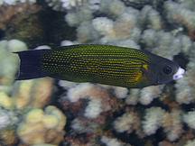 Polynesian Goldflake Wrasse - Labropsis polynesica