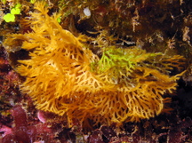 Lacy Bryozoan - Reteporellina denticulata
