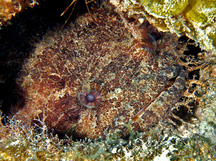 Large-Eye Toadfish - Batrachoides gilberti