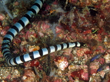 Banded Sea Krait - Laticauda colubrina