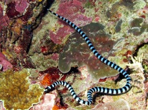 Blue-Lipped Sea krait - Laticauda laticaudata
