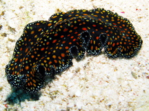 Leopard Flatworm - Pseudobiceros pardalis
