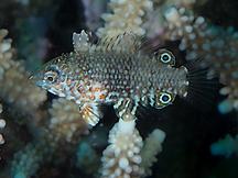 Leopard Wrasse - Macropharyngodon meleagris