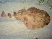 Lesser Electric Ray - Narcine brasiliensis