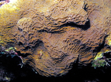 Lettuce Coral - Agaricia agaricities f. agaricities
