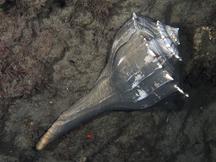 Lightning Whelk - Sinistrofulgur sinistrum