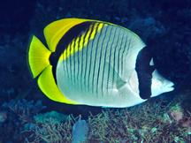 Lined Butterflyfish - Chaetodon lineolatus