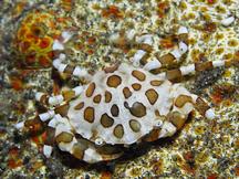 Sea Cucumber Swimming Crab - Lissocarcinus orbicularis