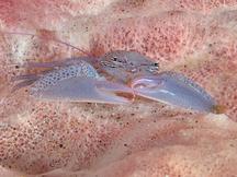 Neon Stripe Porcelain Crab - Lissoporcellana furcillata