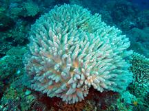 Lobophytum sp. 1 - Lobophytum sp. 1