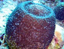 Loggerhead Sponge - Spheciospongia vesparium